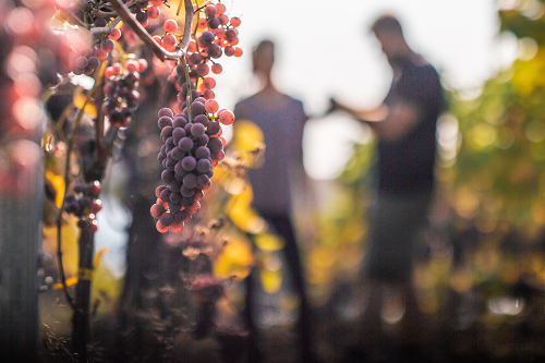 Wino na jesień- propozycje z Winnic Kojder